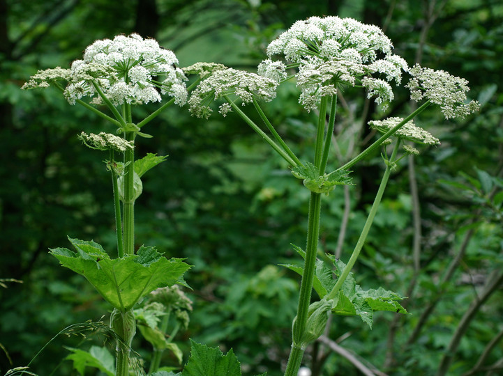 Heracleum sibiricum