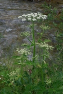 Heracleum sibiricum