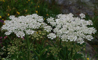 Heracleum sibiricum