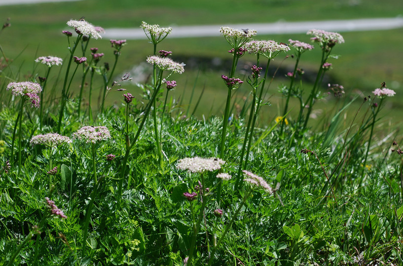 Ligusticum mutellina