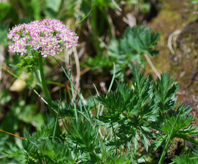 Ligusticum mutellina