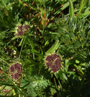 Pachypleurum mutellinoides