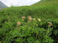 Heracleum spondylium