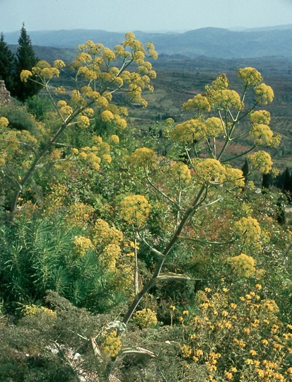 Ferula communis