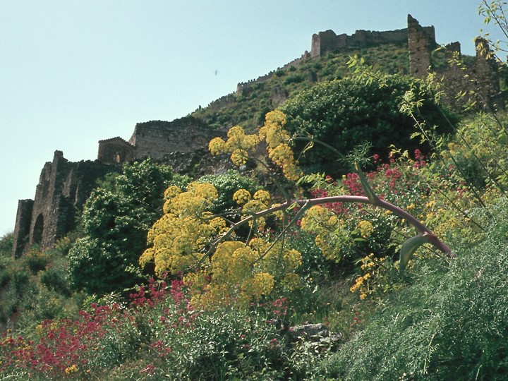 Ferula communis