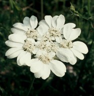 Orlaya grandiflora