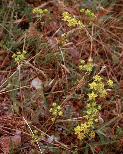 Bupleurum baldense ssp. veronese