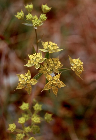 Bupleurum baldense ssp. veronese