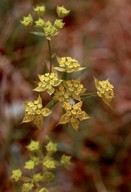 Bupleurum baldense ssp. veronese