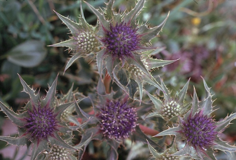 Eryngium maritimum