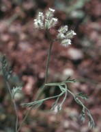 Torilis arvensis