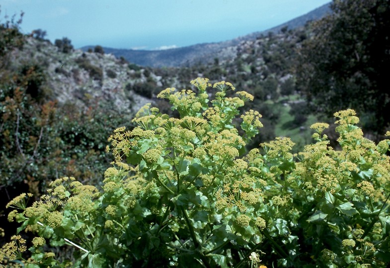 Smyrnium perfoliatum