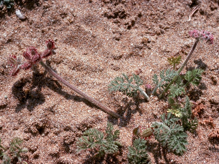 Pseudorlaya pumila