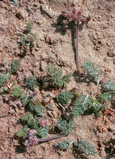 Pseudorlaya pumila