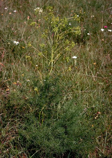 Ferula ferulago