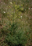 Ferula ferulago