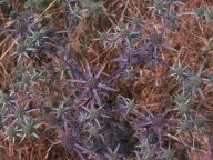 Eryngium amethystinum