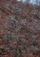 Eryngium amethystinum