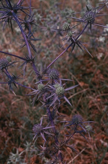 Eryngium amethystinum