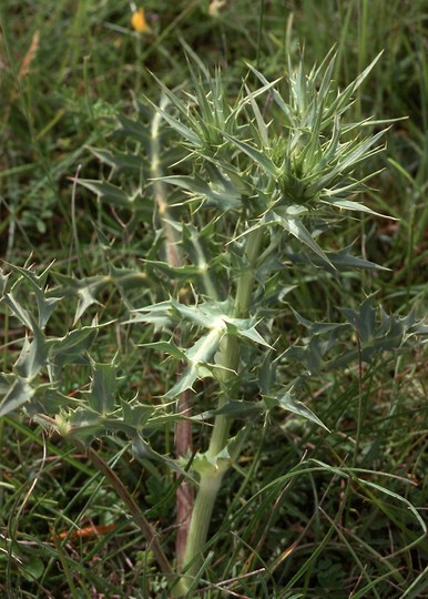 Eryngium campestre