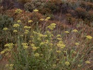 Bupleurum fruticosum