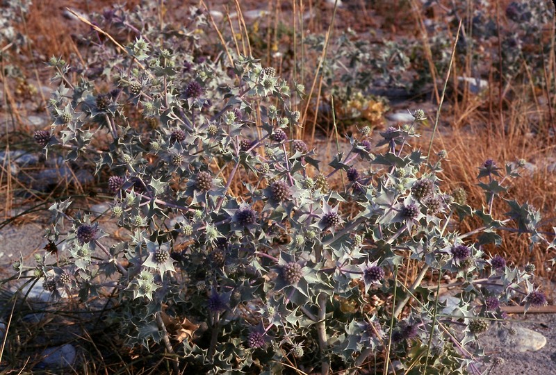 Eryngium maritimum