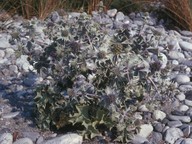 Eryngium maritimum