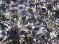 Eryngium maritimum