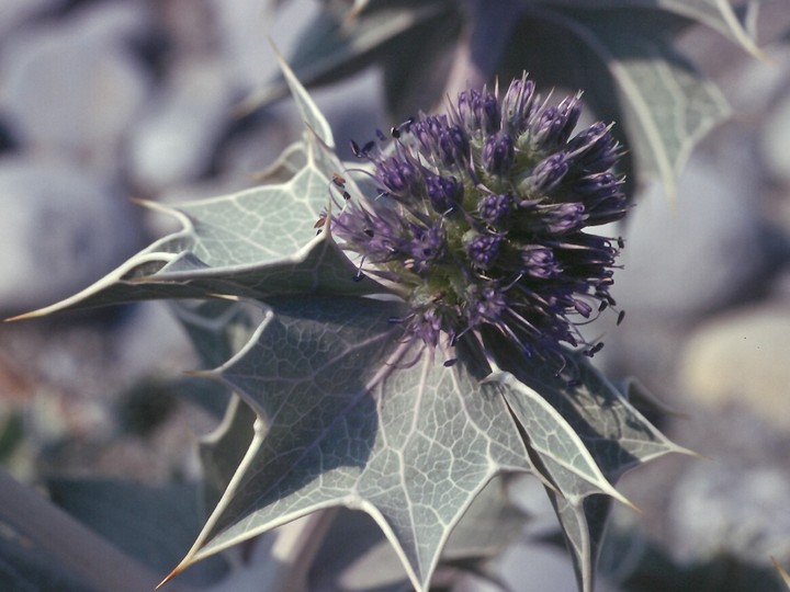 Eryngium maritimum