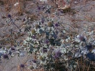 Eryngium maritimum