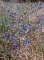 Eryngium creticum