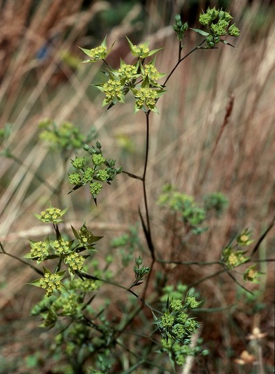 Bupleurum baldense ssp. veronese