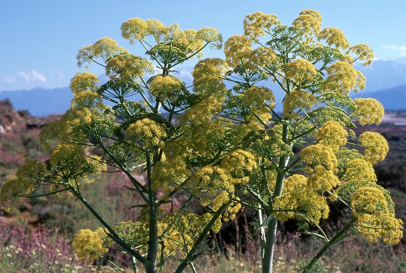 Ferula communis