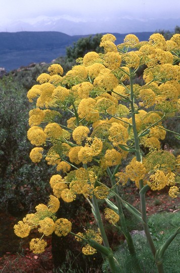 Ferula communis