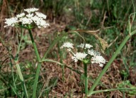 Oenanthe pimpineloides