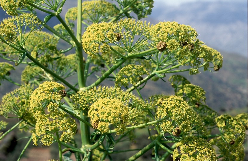 Ferula communis