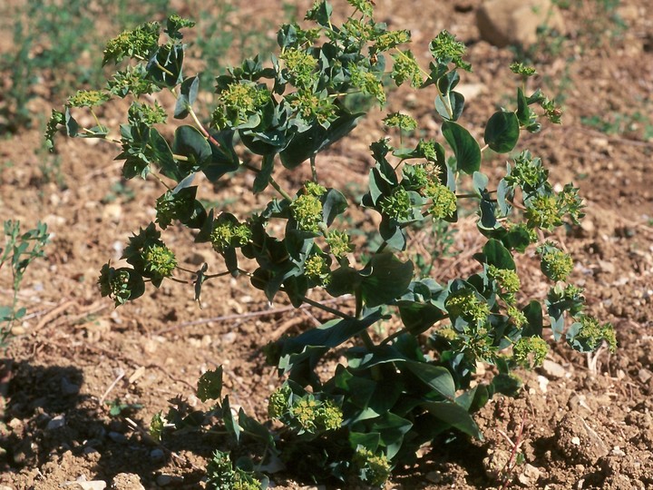 Bupleurum rotundifolium