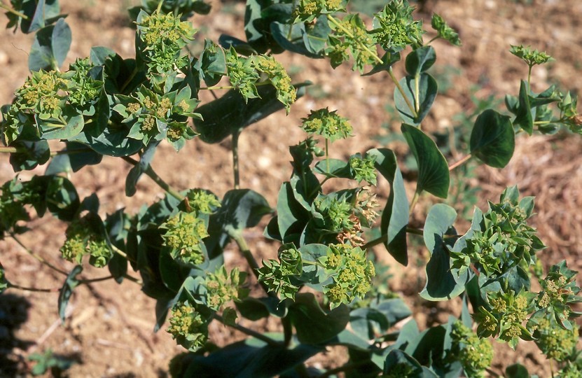 Bupleurum rotundifolium