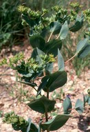 Bupleurum rotundifolium