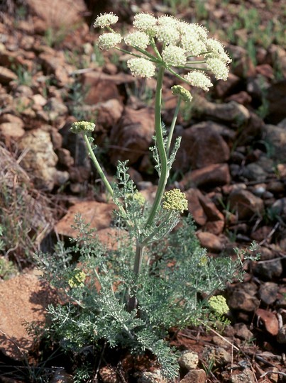 Zosima absinthiifolia