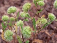 Lagoecia cuminoides