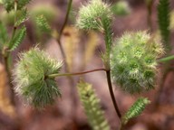 Lagoecia cuminoides