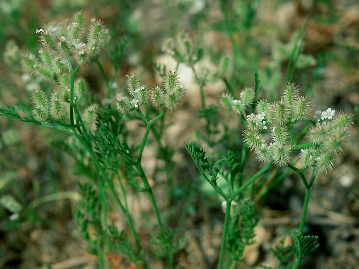 Torilis leptophylla