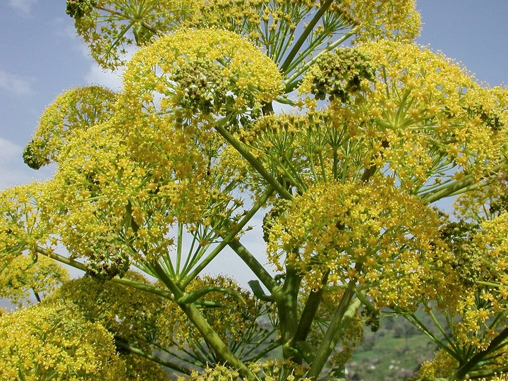 Ferula communis