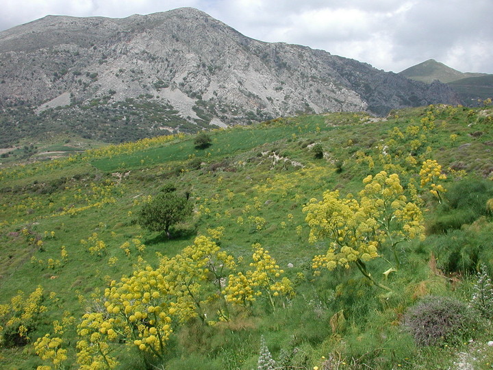 Ferula communis