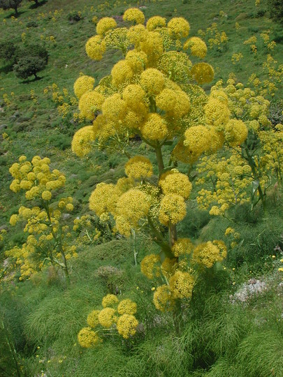 Ferula communis