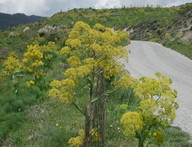 Ferula communis