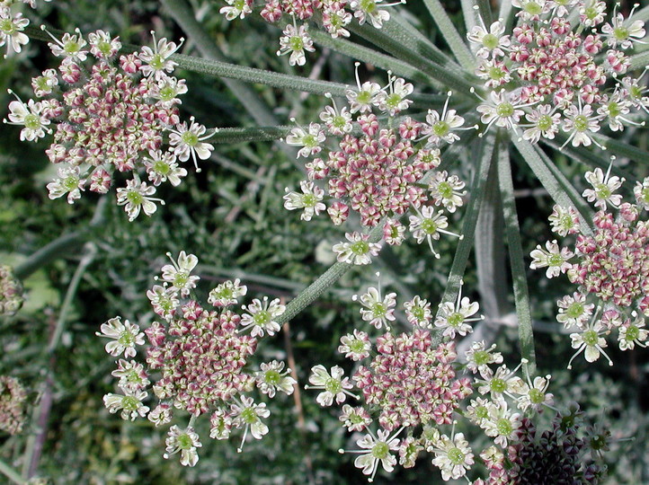 Zosima absinthiifolia