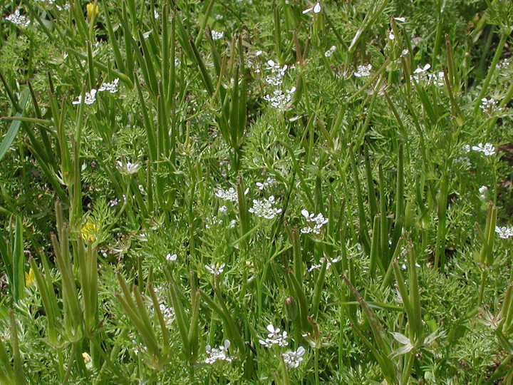 Scandix pecten-veneris