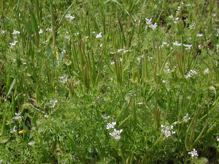 Scandix pecten-veneris